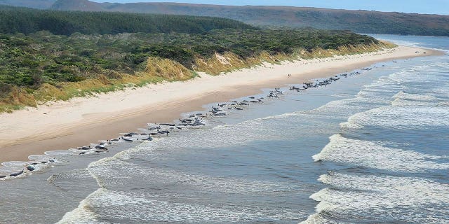 Whales are seen stranded on the west coast of Tasmania, Australia on September 1. September 21, 2022. Two more whales died on September 21. December 23, 2022, bringing the death toll closer to 200.