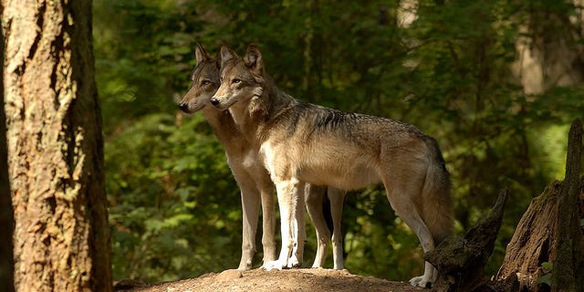 Oregon identified a new family of wolves in the northern Cascade Mountains, including two adults and two pups, on Sept. 13, 2022. Pictured: Juveniles wolves seen in the northwest U.S.