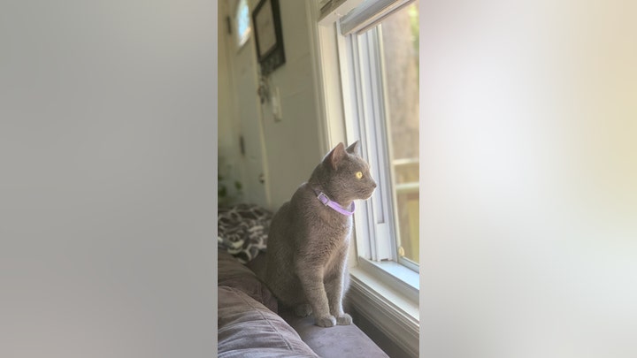 Missing Cat Activates Doorbell Camera