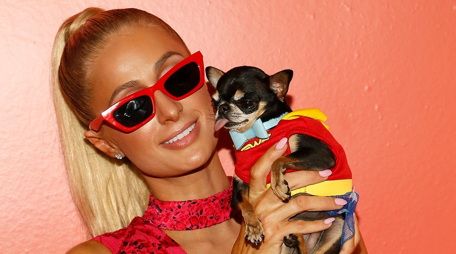 Paris Hilton lost dog 3e6544567567