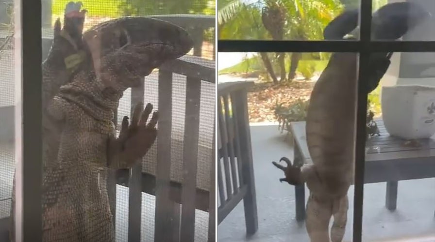 Large lizard walks up to a homeowner's window in Apopka, Florida