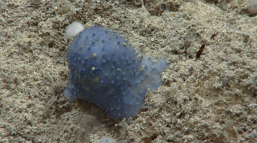 Cette créature bleue découverte dans la mer des Caraïbes Unknown-organism-NOAA