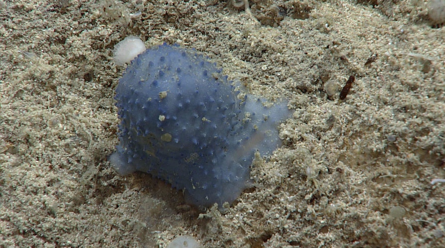 Cette créature bleue découverte dans la mer des Caraïbes Unknown-organism-NOAA