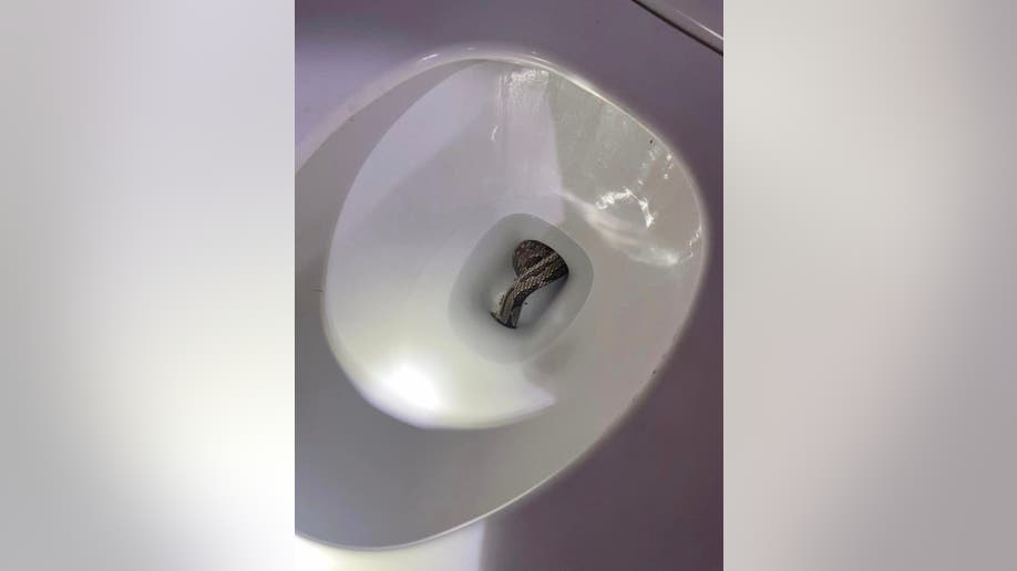 Snake removed from toilet by Eufala Police