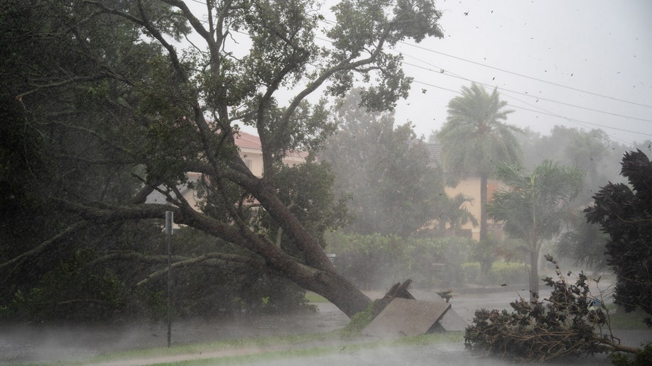 Tree uprooted