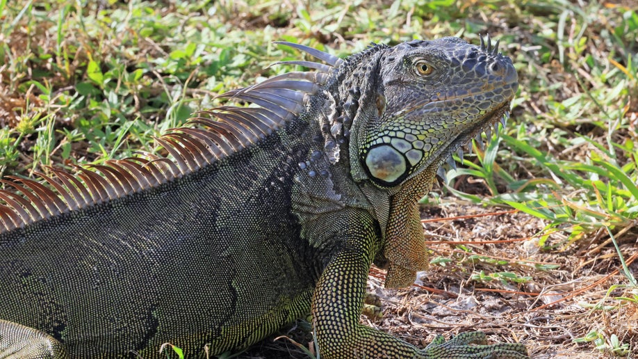 Iguana in Florida