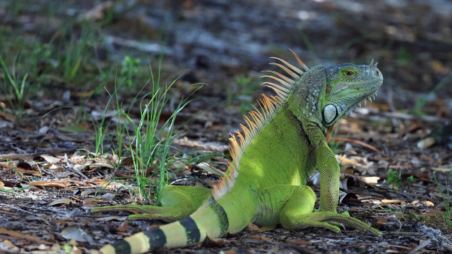 Florida iguanas