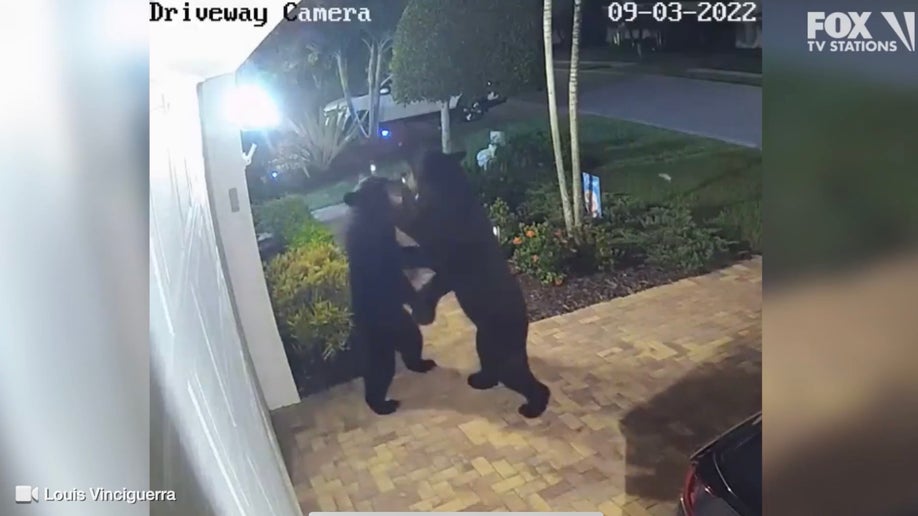 Two bears that were caught on camera "dancing"