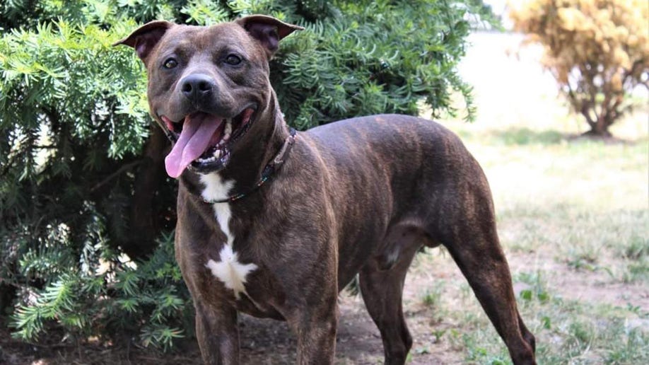 carmine pup smiles