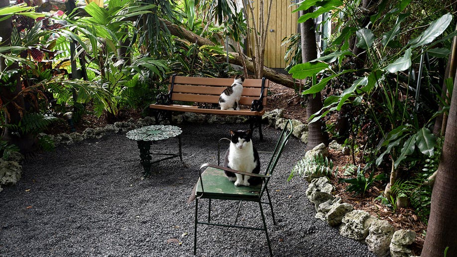 Six toed cats at Ernest Hemingway's Key West house