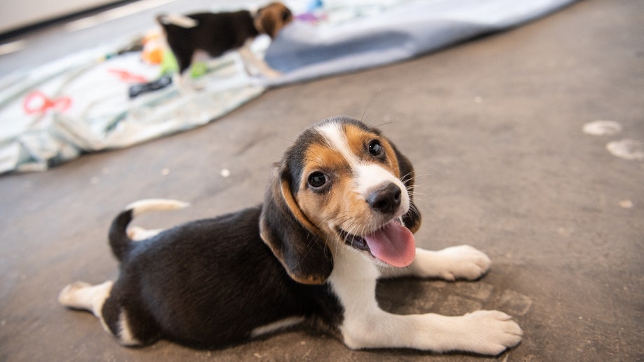 Beagle rescued from a Virginia breeding faacility