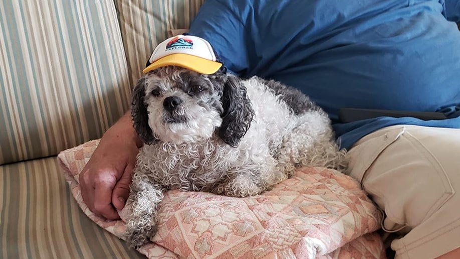 shih tzu poodle in a hat