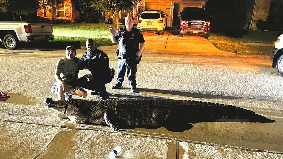 alligator captured on sidewalk