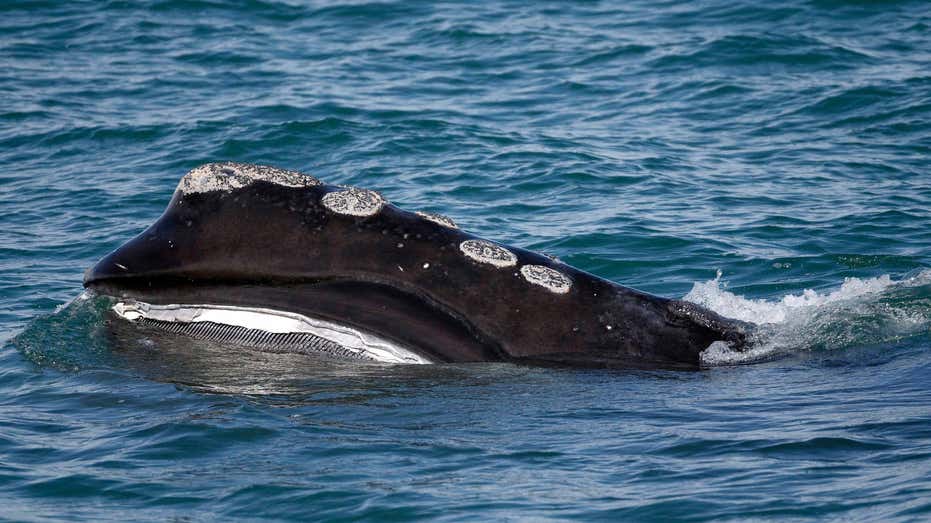 North Atlantic right whale