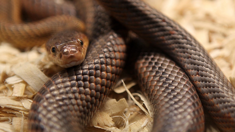 Hospital begs for snakebite victims to stop bringing in serpents when seeking help: ‘Puts the staff at risk’