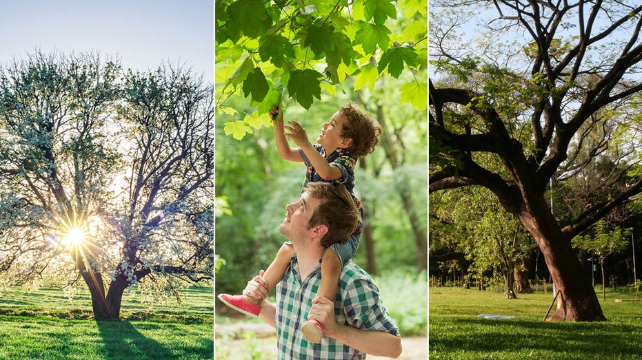 Arbor Day on April 26 celebrates trees and ‘represents a hope for the future’