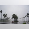 Wind gusts blow through palm trees in Florida during Hurricane Ian