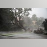 Tree uprooted and thrown onto a street in Florida during Hurricane Ian