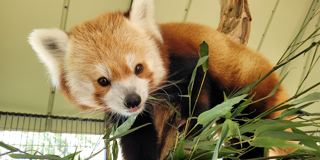 Rusty the red panda, known for escaping the National Zoo as a young cub, dies unexpectedly - Vimarsana News