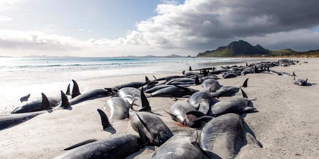 Nearly 500 pilot whales dead in New Zealand strandings - Vimarsana News