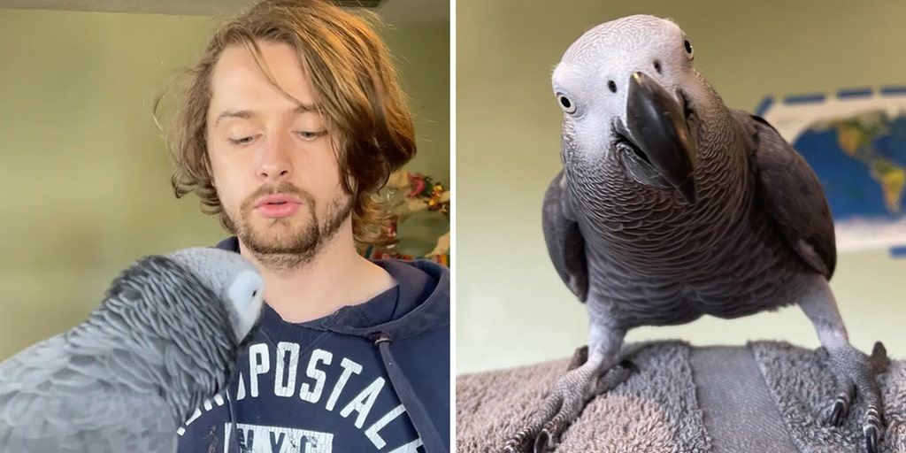Watch this brilliant bird: Apollo, an African grey parrot, amazes internet with his smarts, vocabulary - Vimarsana News