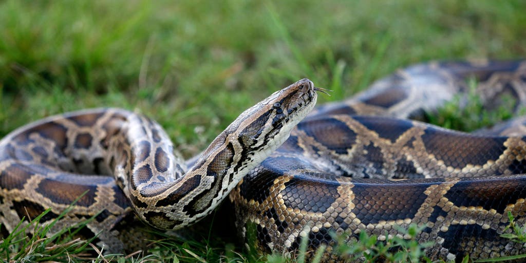 New York man who smuggled pythons into the US in his pants sentenced, fined $5k - Vimarsana News