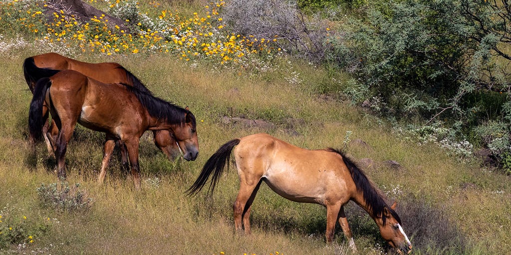 14 wild AZ horses found fatally shot in abdomen, face, between the eyes - Vimarsana News