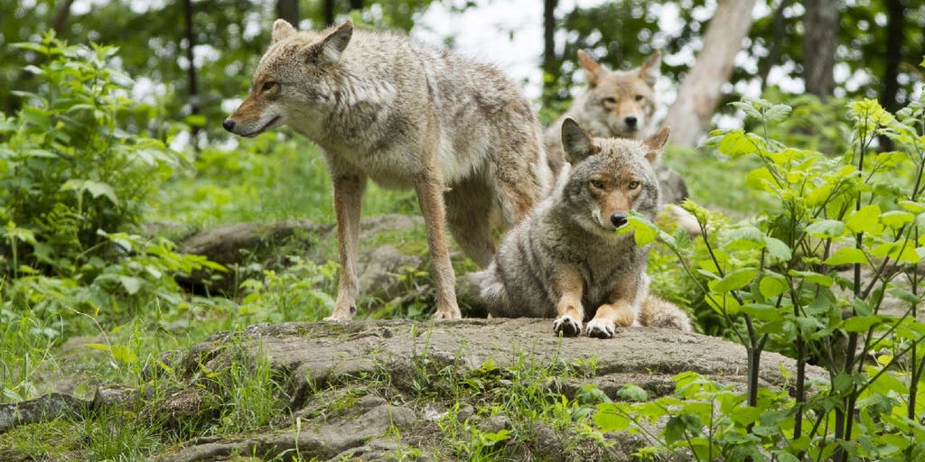 Massachusetts dog walker surrounded by pack of coyotes: How to keep kids, dogs safe - Vimarsana News