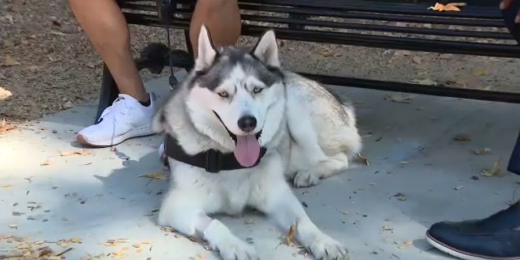 California dog falls ill after accidentally ingesting meth on walk - Vimarsana News
