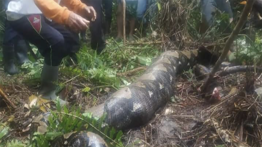 Missing grandmother eaten alive by 22-foot python
