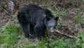 A black bear searches for food along the Tennessee border at Newfound Gap on May 11, 2018 near Cherokee, North Carolina.