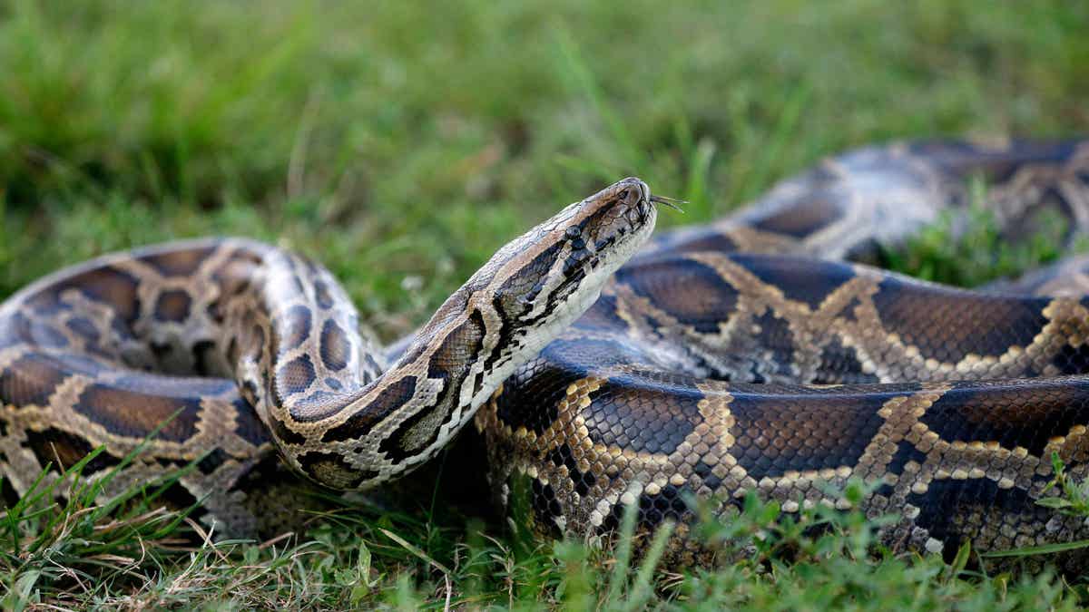 Burmese Python