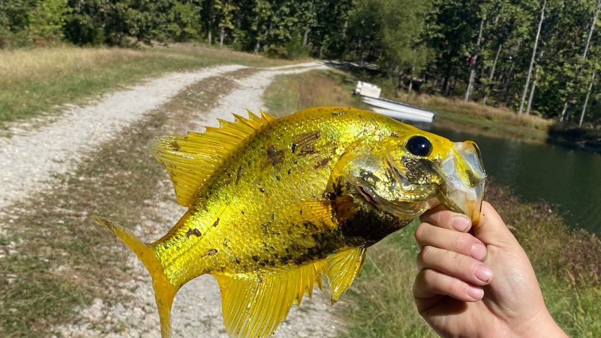 Golden Crappie fish