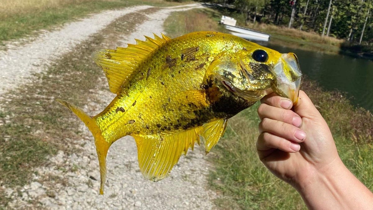 Golden Crappie fish