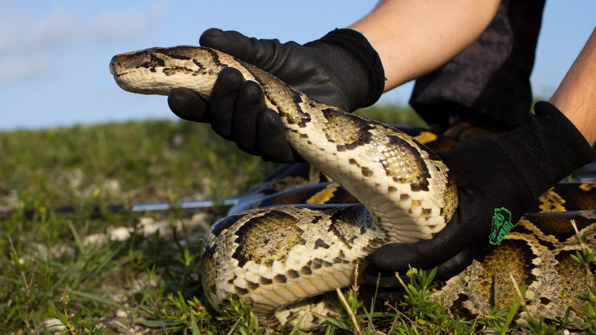 Person holding a Burmese python