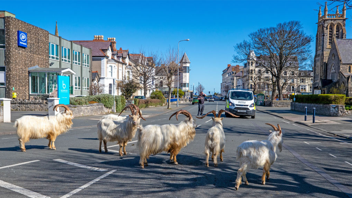 Welsh goats