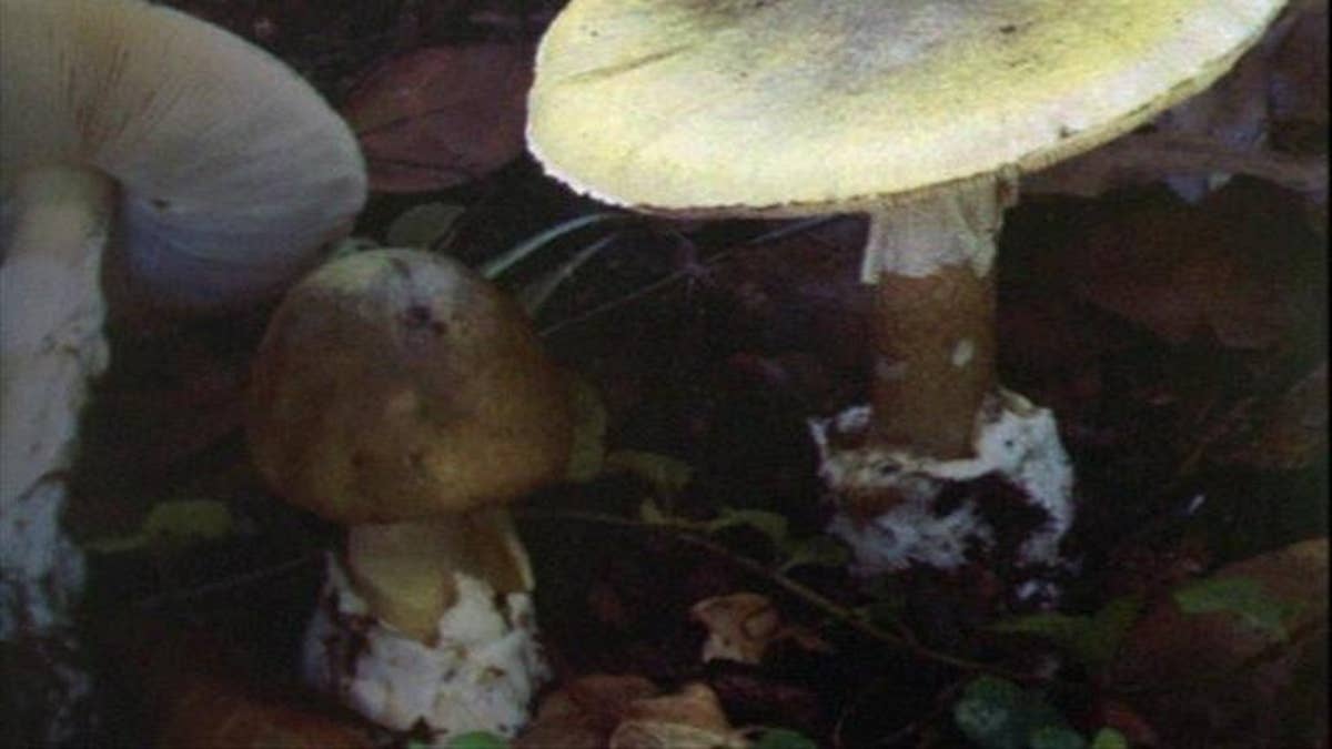 Mushroom in the ground