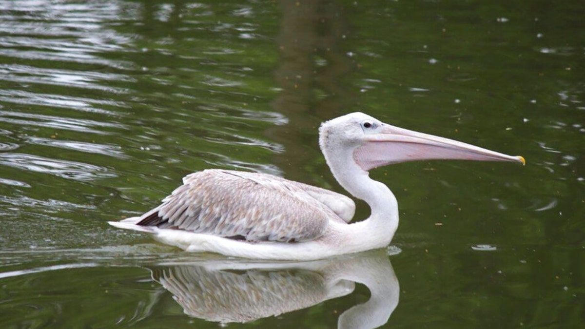 A pink-backed pelican