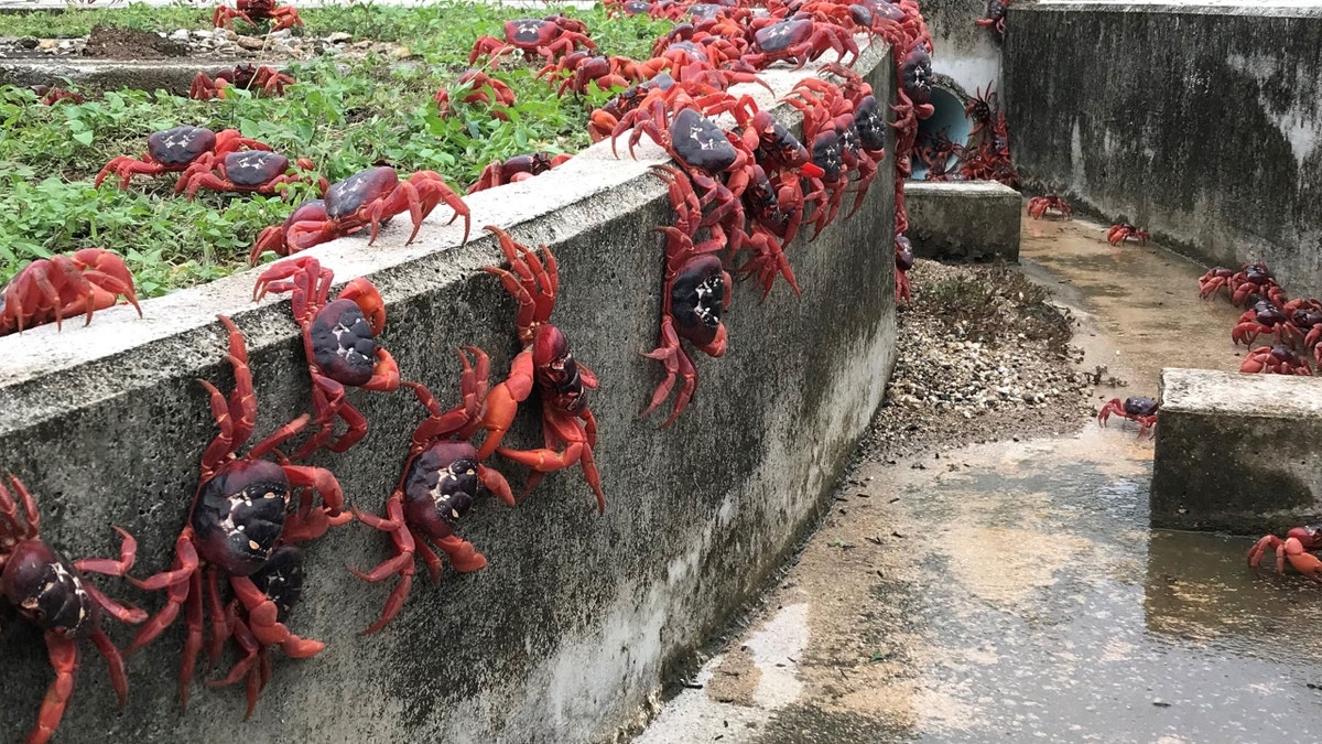 Thousands of red crabs