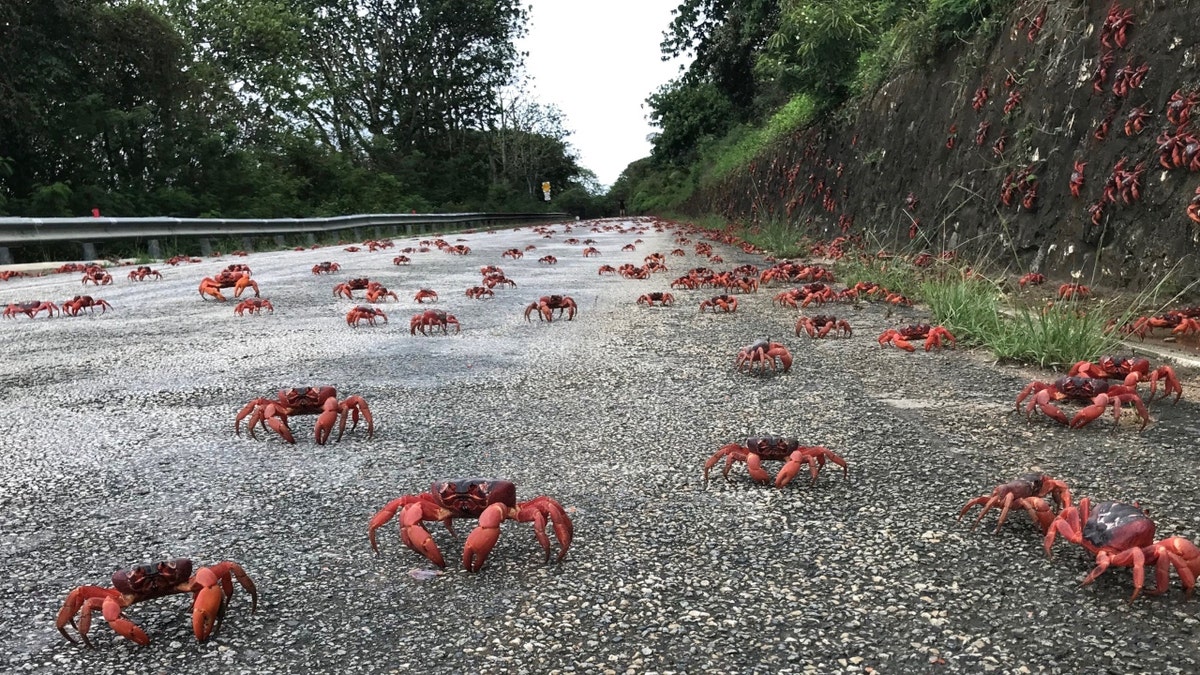 Australia crabs