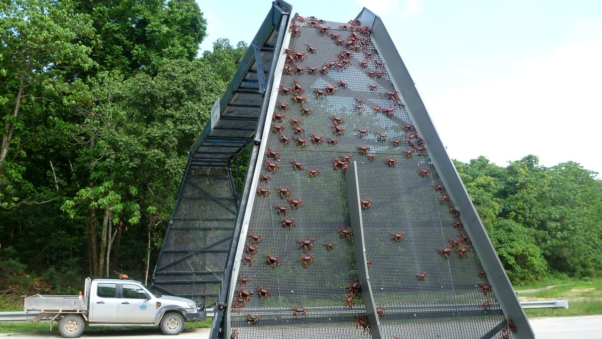 A crab bridge