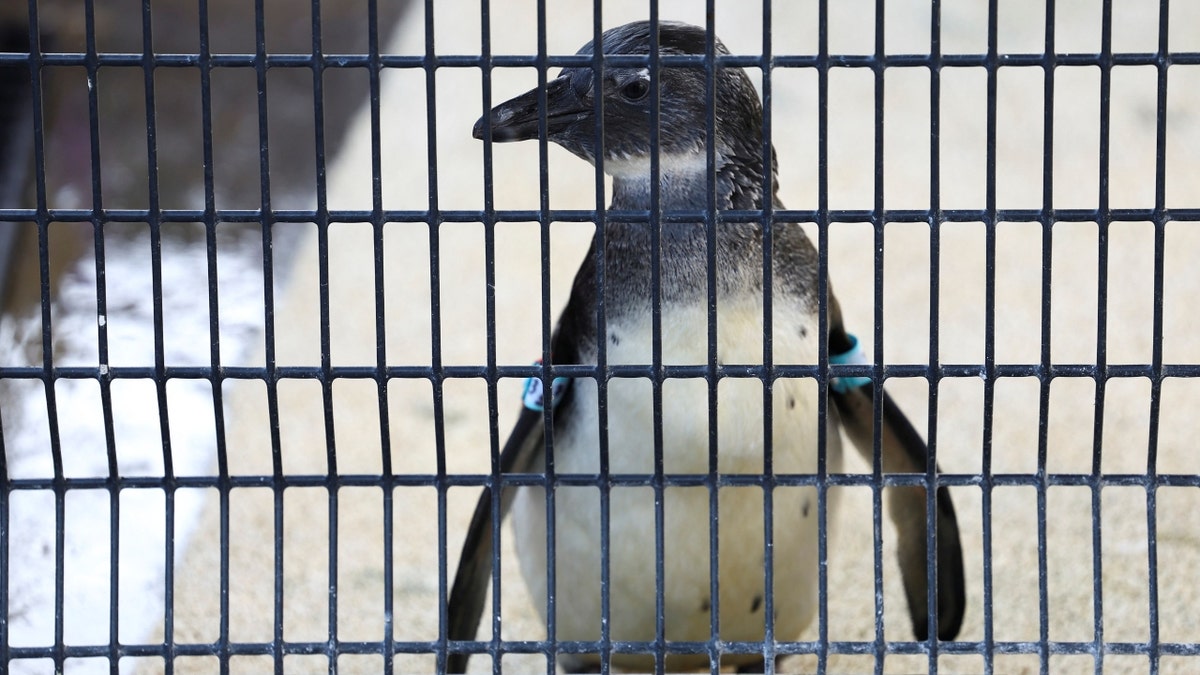 An African penguin