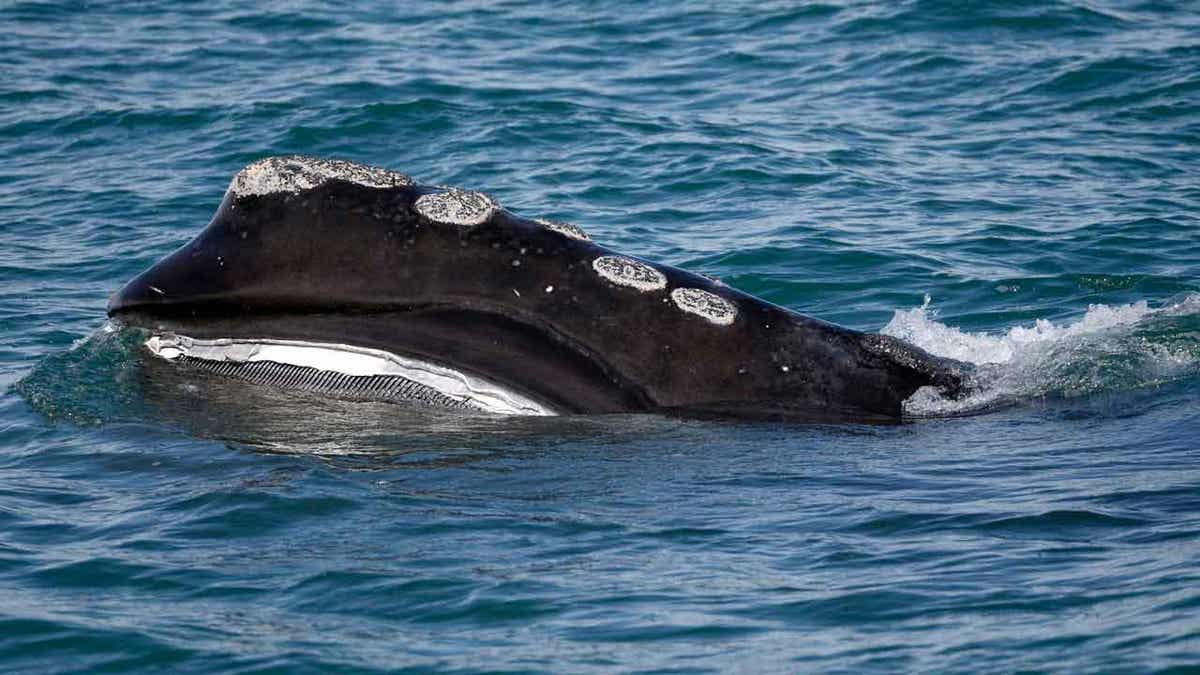 Endangered whale breaching near the New England coast