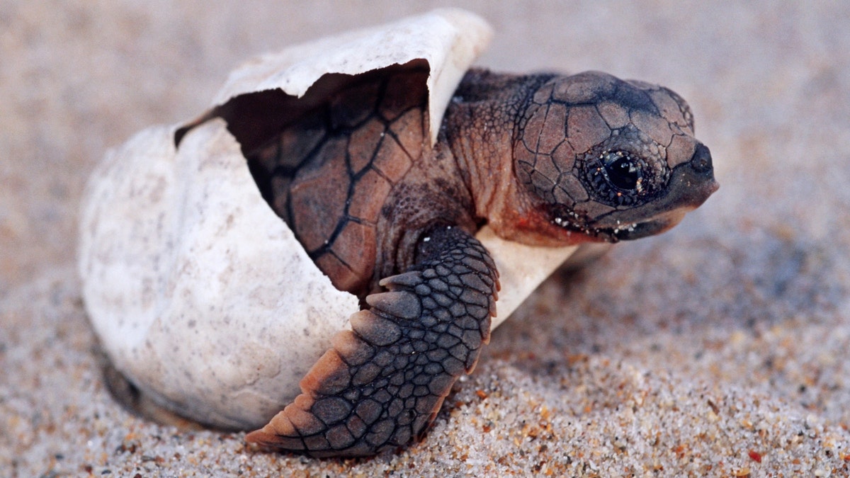 A Florida sea turtle