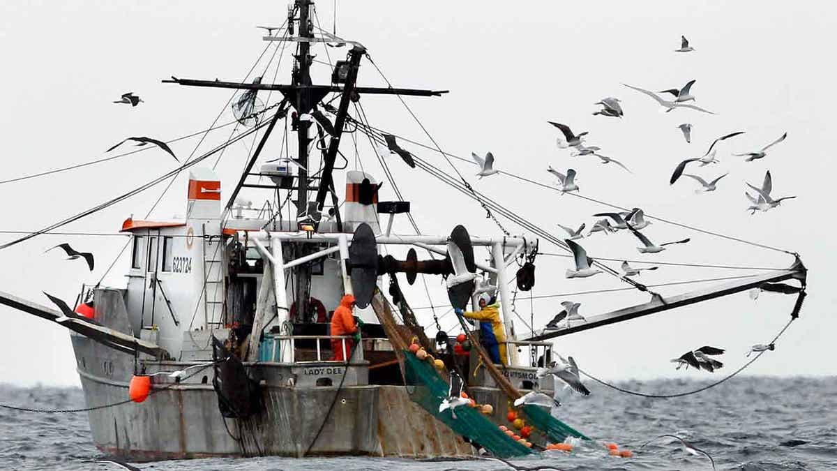 Gulls follow a shrimp fishing boat