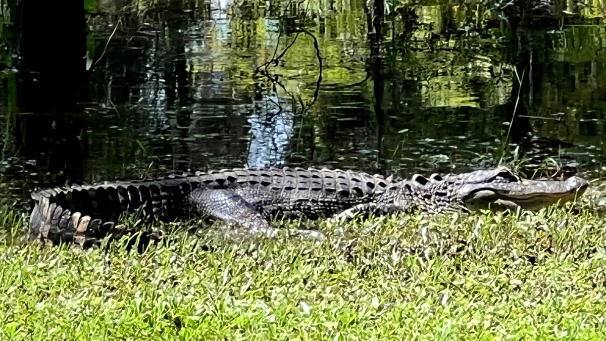 A Florida alligator