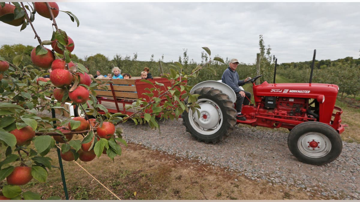 Apple orchard with kids