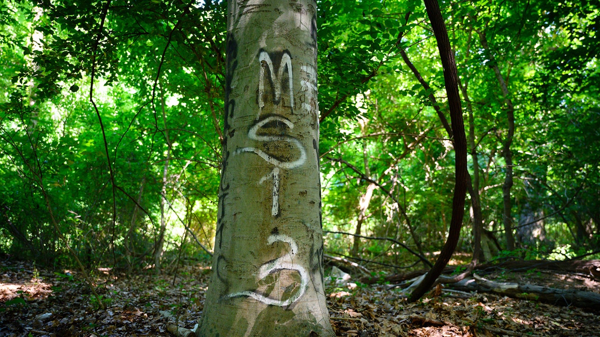 MS-13 graffiti woods