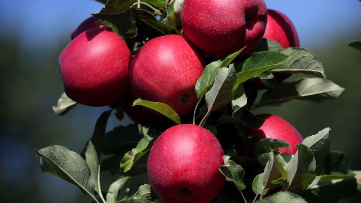 Apples in Massachusetts