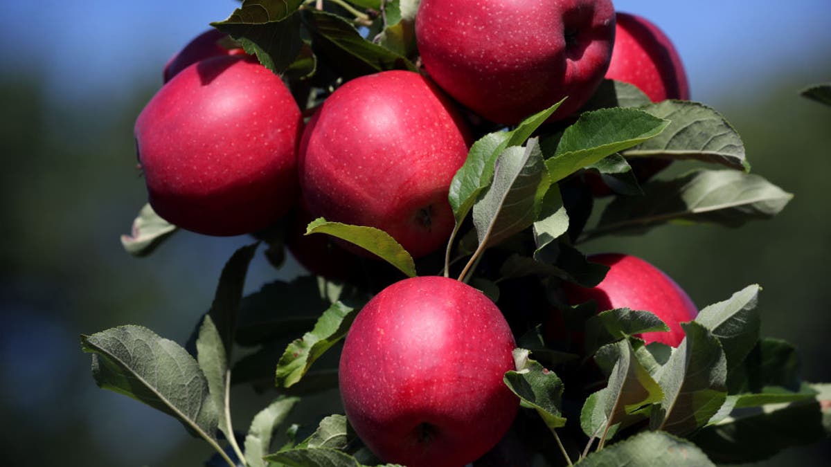 Apples in Massachusetts